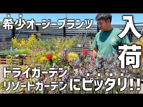 園芸 オフィオポゴン、サーペントビアード、ドラゴンビアード