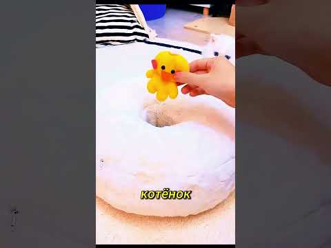 🐱❄️ Котёнок искал тепло… и застрял в сандалии 😳