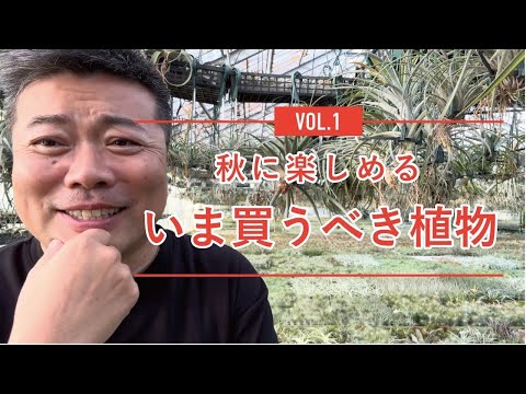 ハレベルズ 植物