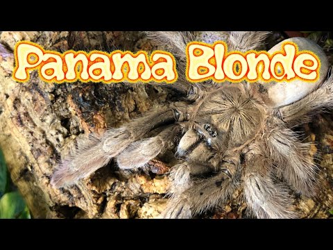 Sklípkavec panamský (Psalmopoeus pulcher) — video o chove a starostlivosti