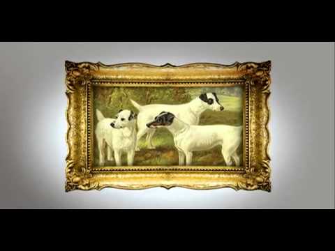 Pet4you.gr: Dogs Jack Russell Terrier - Τσακ Ρασελ Τερριέ