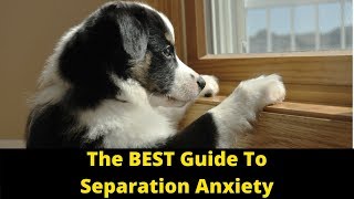 Dog Training: How To Cure Separation Anxiety In Dogs And Puppies