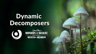 Varsity Tutors' StarCourse - Dynamic Decomposers presented by Wonders of Wildlife