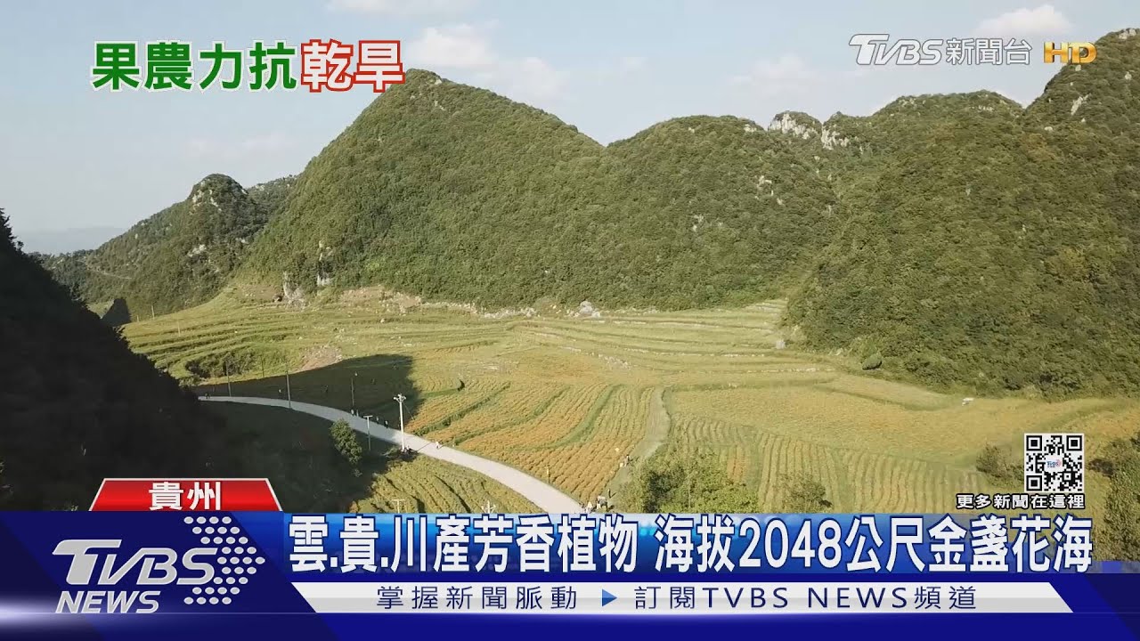 雲、貴、川產芳香植物 海拔2048公尺金盞花海