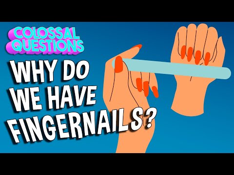 Why Do We Have Fingernails? | COLOSSAL QUESTIONS