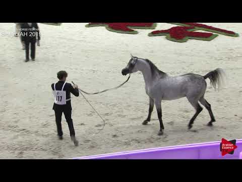 N 317 HF SANTIAGO DE MAGNIFIQE   Sharjah International 2019