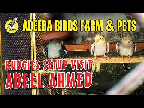 Adeeba birds farm & pets