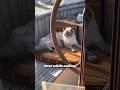 Sailing cat #cat #heartwarmingpets #cuteanimal #animals