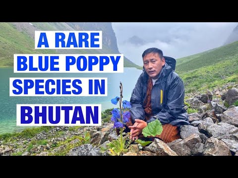 The Meconopsis Bhutanica, a rare species of Blue Poppy of Bhutan.