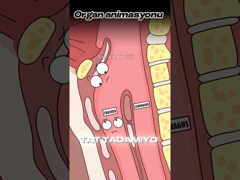 Animasyonla Açıklama: Nefes Borusuna Kaçan Yiyeceklerin Tehlikeleri!#shorts