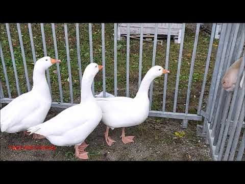 LE OCHE ALLA FIERA DI S. LUCA A DEMONTE. (CN) DOM. 11 - 10 - 2020.