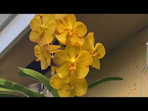 Orchids doing well despite the heat wave