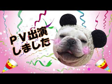 Dog who appeared in music video【frenchbulldog】 のサムネイル