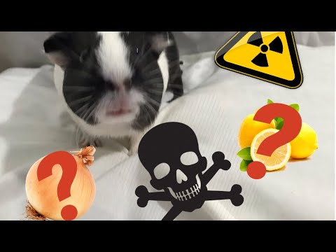 YouTube video about: Can guinea pigs have green onions?