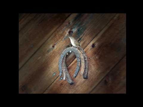 Ginger Williams ~ 5 a.m. in the Month of the Carolina Wren