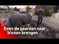 Even de paarden binnen zetten in Veldhoven | Brabants Buske