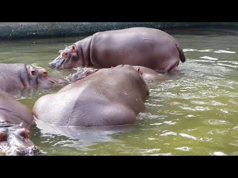 Indian Hippopotamus