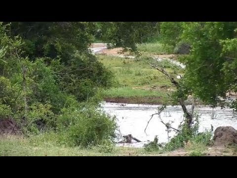 Djuma: Sights and sounds with MUCH more water after rain yesterday-Pt:2 - 17:42 - 01/10/2020
