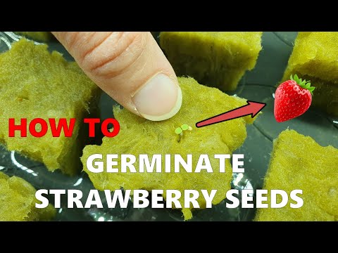 How to Germinate Strawberry Seeds Hydroponically – Rockwool & Mini Greenhouse Setup 🌱 🍓