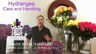 Download Lagu EC Flowers u0026 More - Hydrangea 101 - Care and Handling Thumbnail