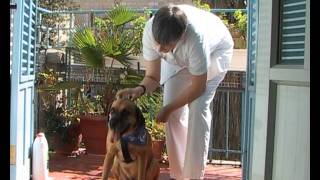 St Louis Hospice Jerusalem, Pet Therapy dog Dennis, by Barry Levinson