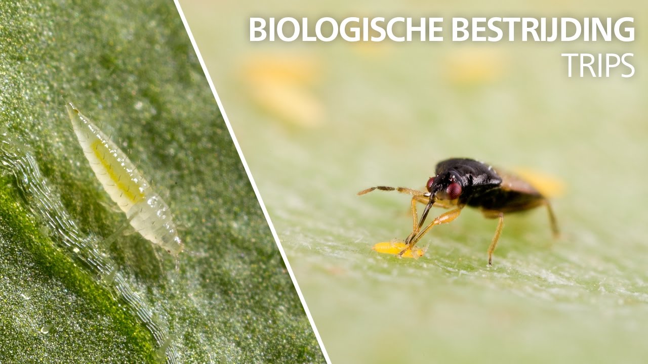 Video preview poster