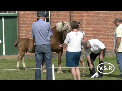 Fohlenbrennen Pferdestammbuch SH/HH - Schleswiger Kaltblut - Verleihung des Jürgen Isenberg-Preises