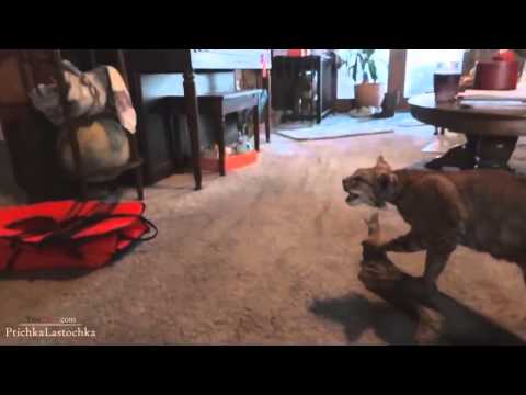 Funny Scared Cats Compilation 2013