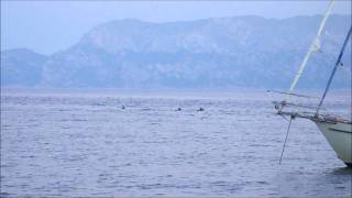 preview picture of video 'Delfini al tramonto (cala Moresca, Golfo Aranci)'