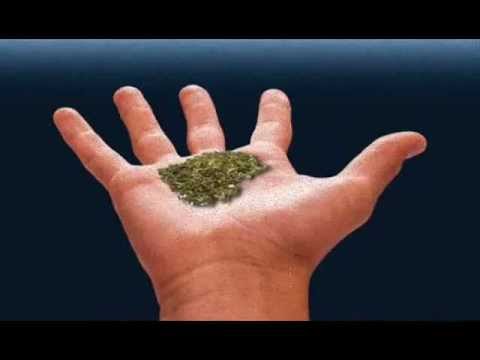 VENTE PAKI - PERROZLOKOS