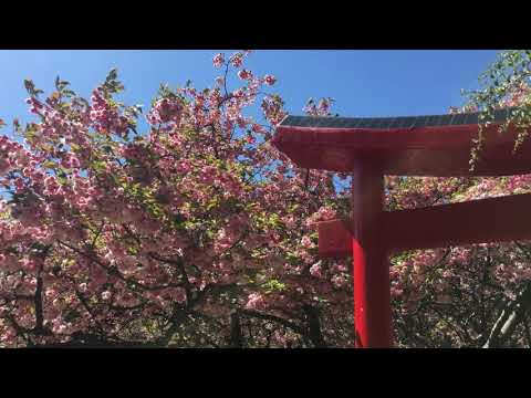 Necochea: Jardín Japones