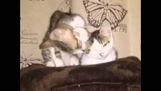 Blind brother grooms his sister, Stevie & Wanda