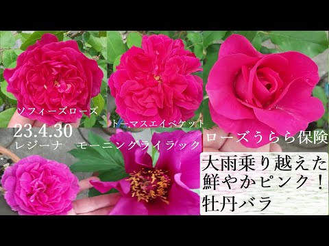 牡丹:春のバラ 植物