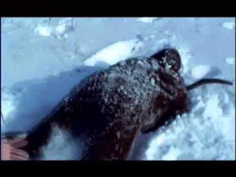 ALJAS KÚSZÓBAB - Itt jön a Yeti