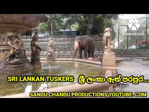 srilankan tusker #shorts #ytshorts #animals #tusker #perahera #kandy hasthi raja parapura