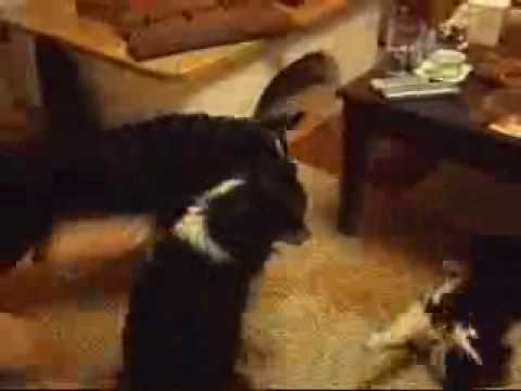 DieQ´s und Pepper.wmv