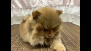 ポメラニアンの動画01