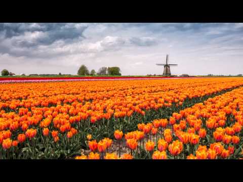 6 Stunning Images of Tulip Fields