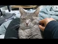 The Secret To Grey Tabby S Tight Sleep Mom S Kiss Cat Pets