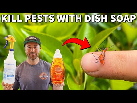 How To Kill Insects INSTANTLY With Dish Soap Spray!