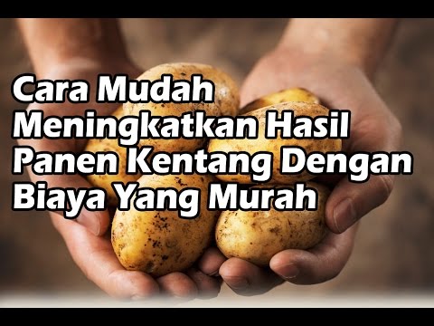 Potensi pil hitam Bagaimana untuk memperbesar operasi plastik penis Anda