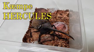 KÆMPE HERCULES BILLE