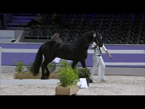 HK 2024   Event 1 Part 2   Second viewing of the selected young stallions   German