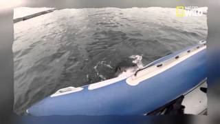 Un requin blanc mord le flotteur d&#39;un bateau de touriste