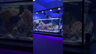 Low Maintenance Reef Tank | Soft Corals Good Flow Good Lighting
