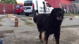 Dori search containers