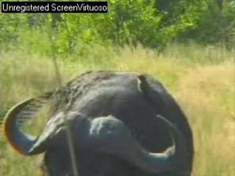 Cape buffalo.AM game drive at Djuma 04/05/07 Part 2