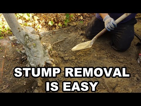 How to Remove a Tree Stump by Hand