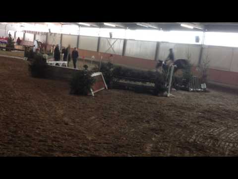 Carlson B    Chambertin x Akitos xx