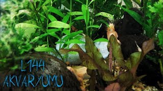 L144 Akvaryumu